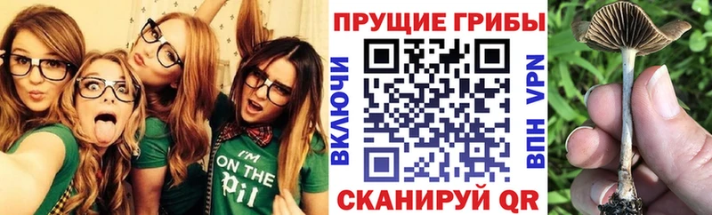Галлюциногенные грибы мицелий  Кашира 